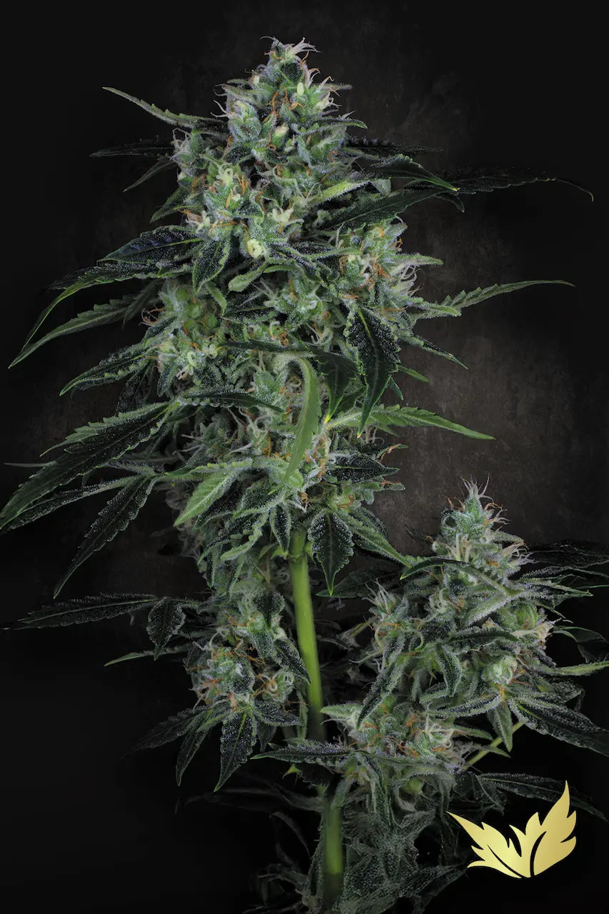 Auto White Berry 3Seeds