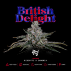 British delight 🏆 Feminized 3Seeds