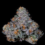 BIG BEN🏆Feminized 3 Seeds