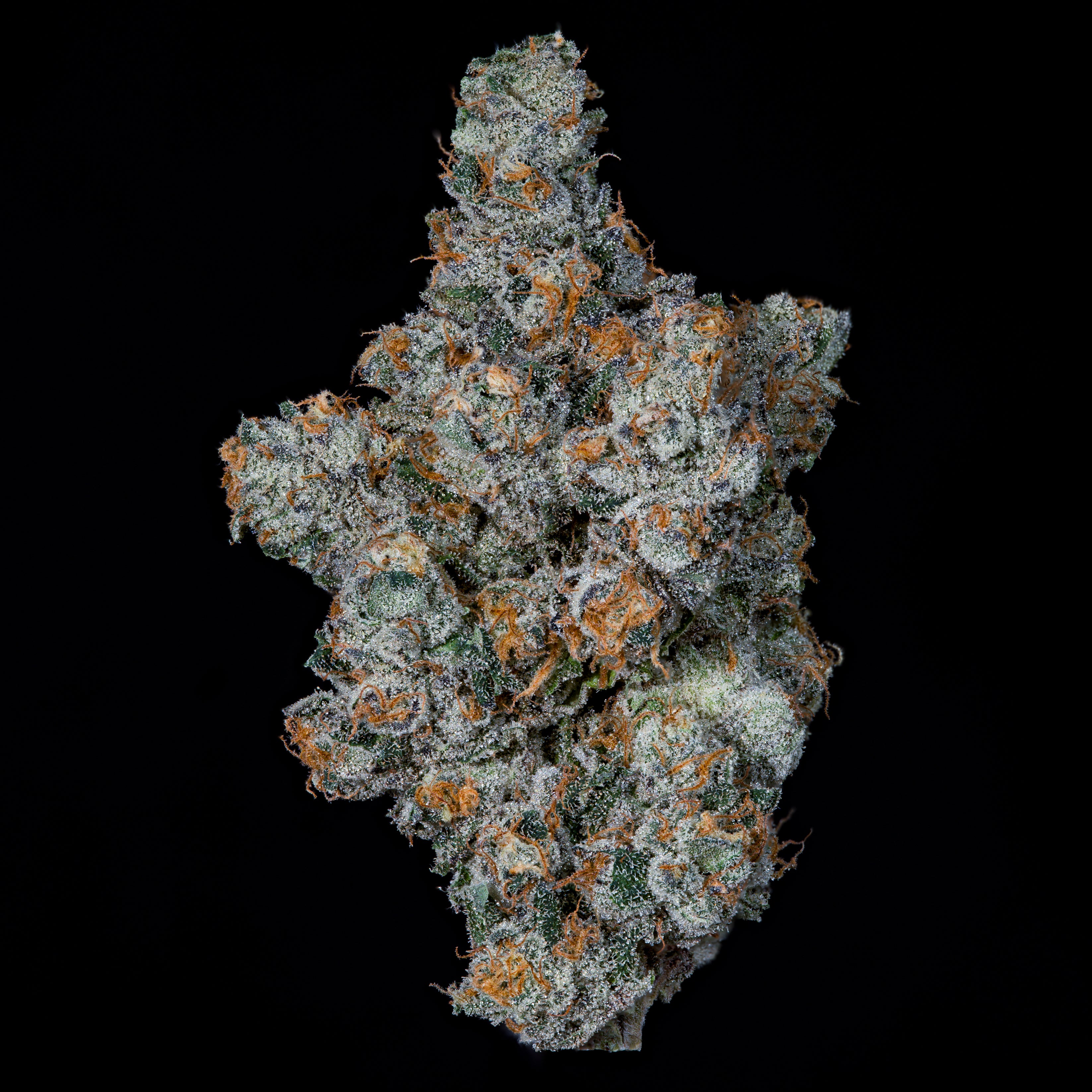 BIG BEN🏆Feminized 3 Seeds