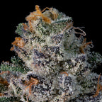 BIG BEN🏆Feminized 3 Seeds