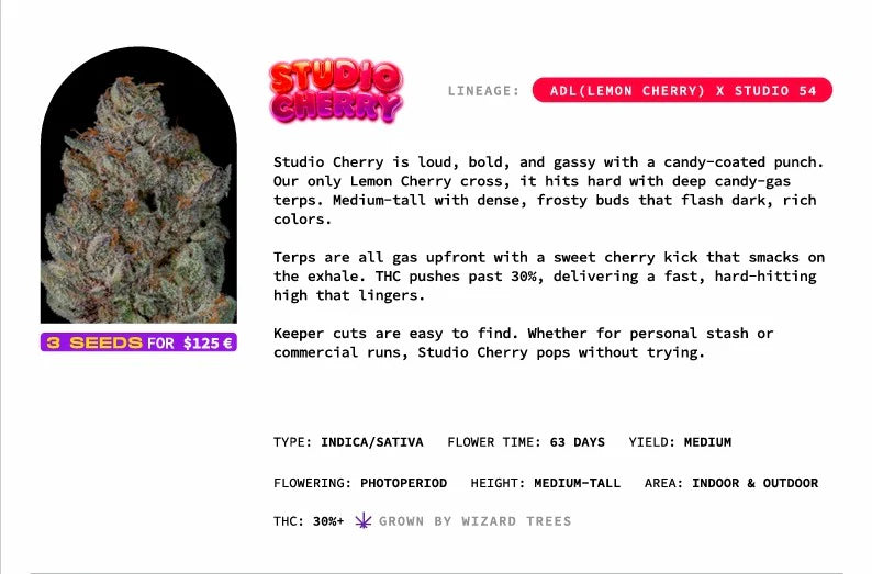 Studio Cherry🏆Feminized, 3 Seeds