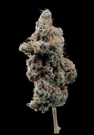 World Breeders 5 Seeds Fizzy Gum