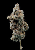 World Breeders 5 Seeds Fizzy Gum