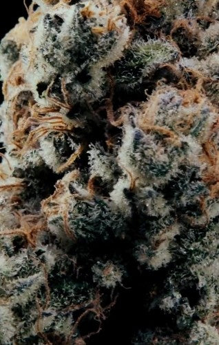 World Breeders 5 Seeds Fizzy Gum