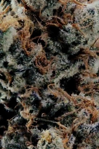 World Breeders 5 Seeds Fizzy Gum