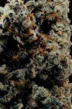 World Breeders Seeds Crunch