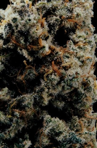 World Breeders Seeds Crunch