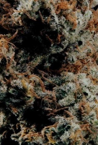 World Breeders 5 Seeds Cherry Crush