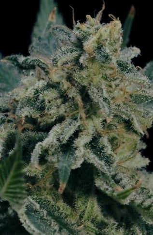 Hokuzan Feminized 5 Seeds