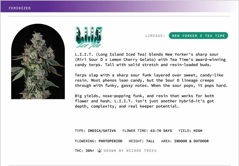 L.I.I.T 🏆 Feminized 3Seeds