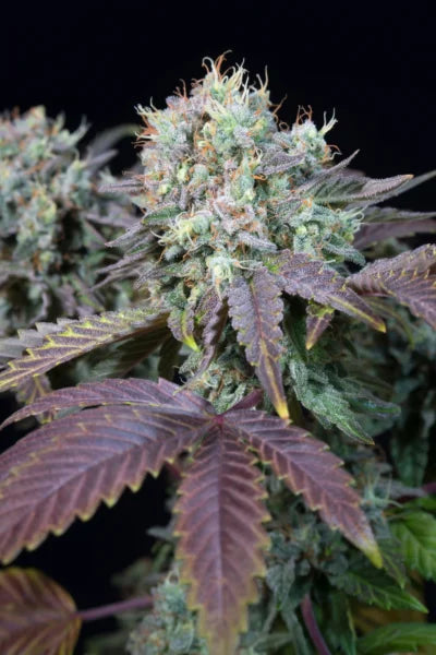 Blue Gem🏆Feminized 3Seeds