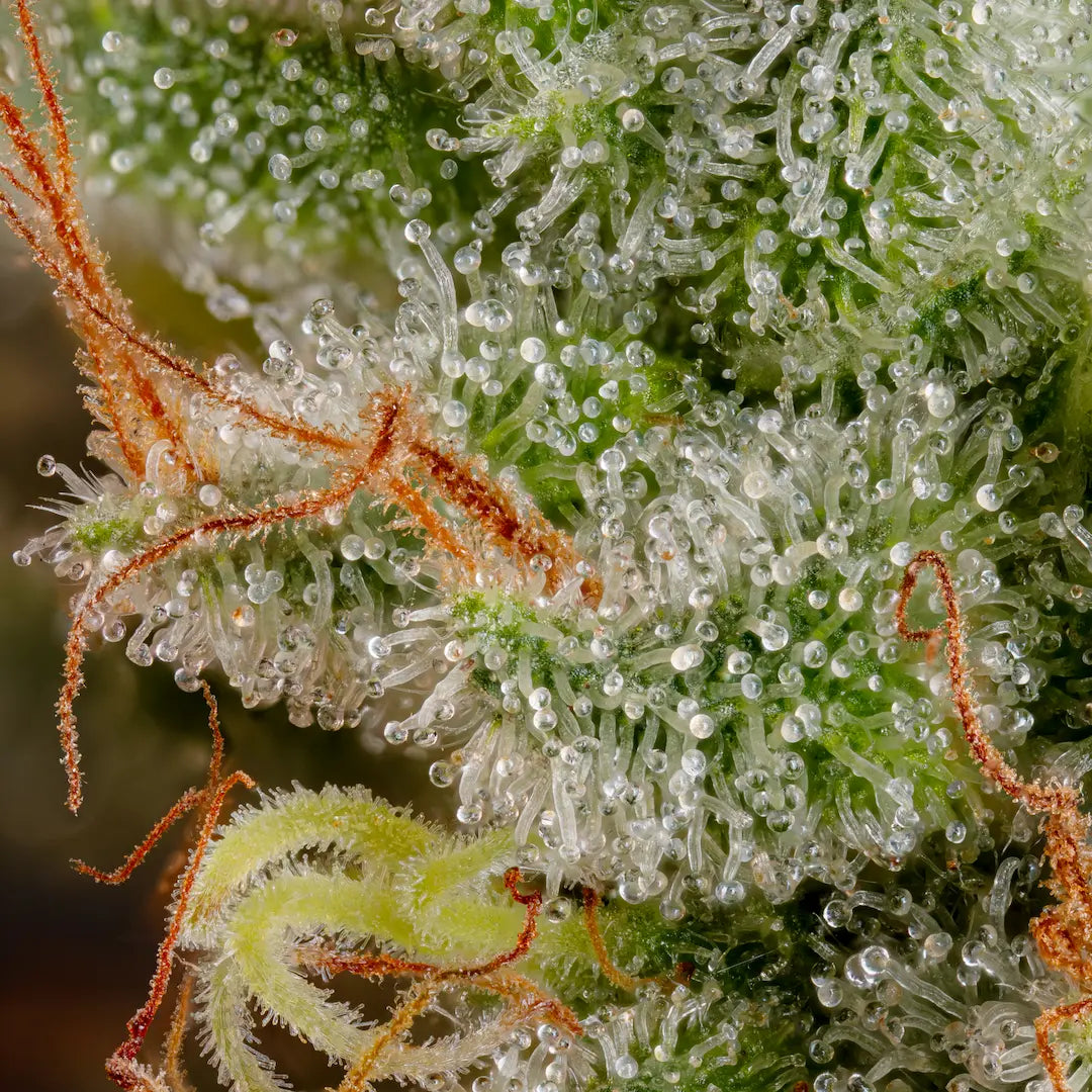 Blue Gem🏆Feminized 3Seeds