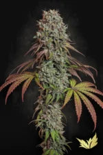 Blue Gem🏆Feminized 3Seeds