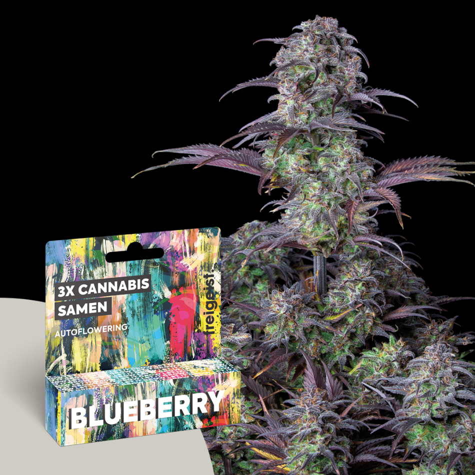 Autoflowering "Blueberry" 3 Stück