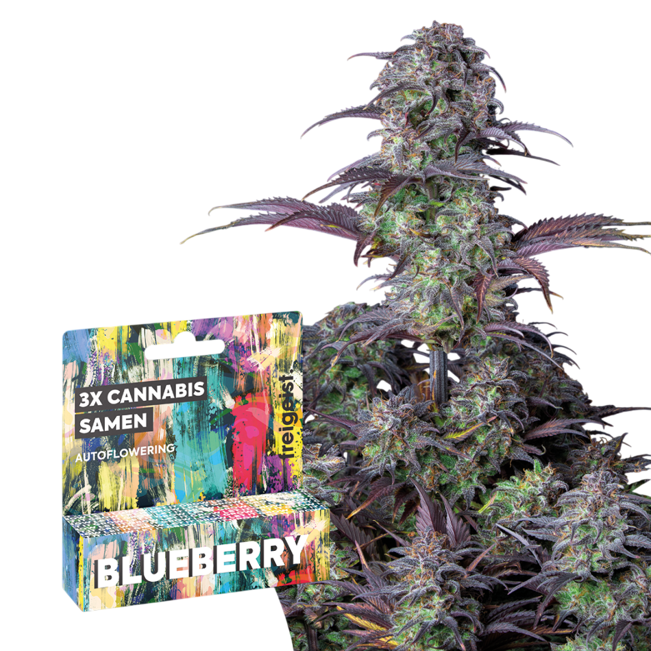 Autoflowering "Blueberry" 3 Stück