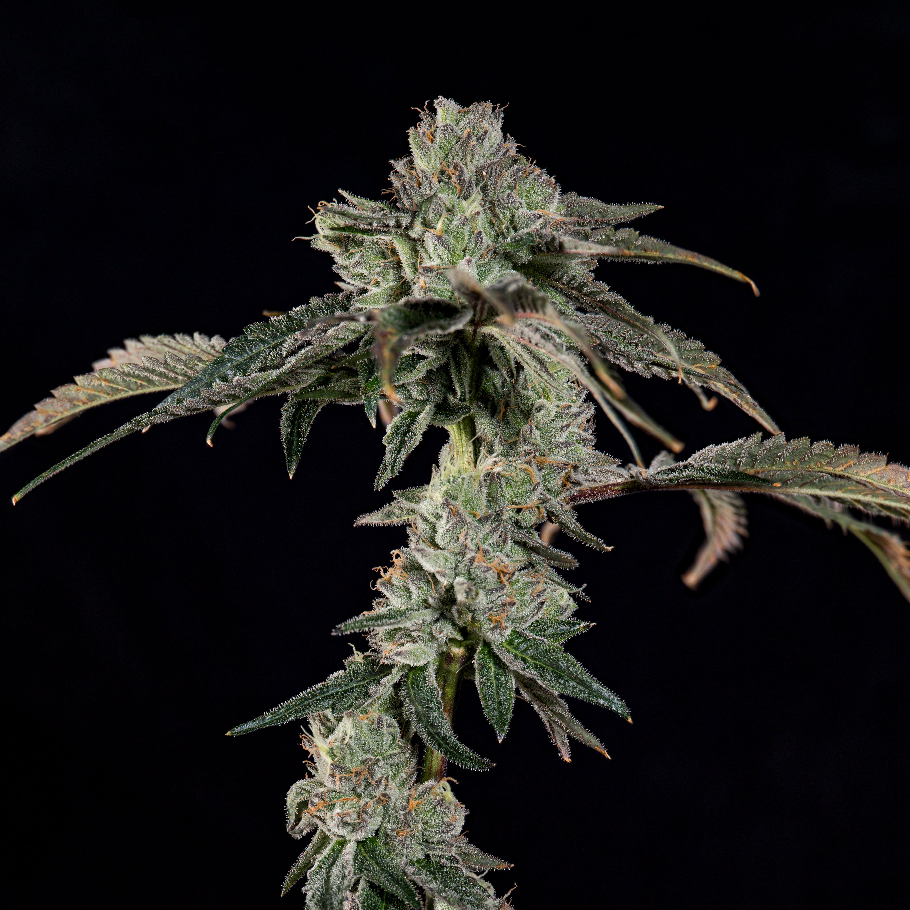 Boiler Room🏆Feminized 3Seeds