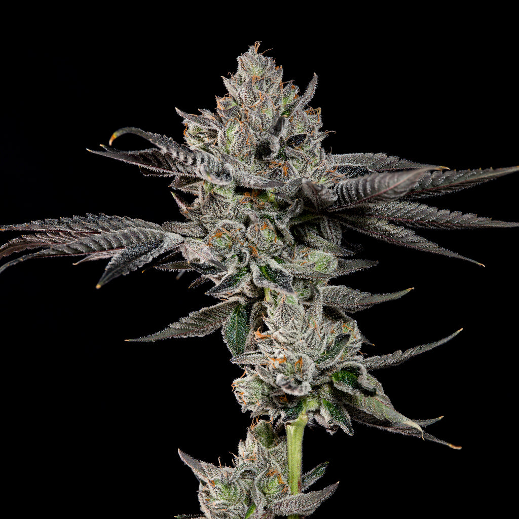 Bowtie🏆Feminized 3Seeds