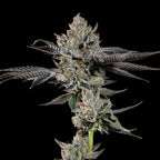 Bowtie🏆Feminized 3Seeds