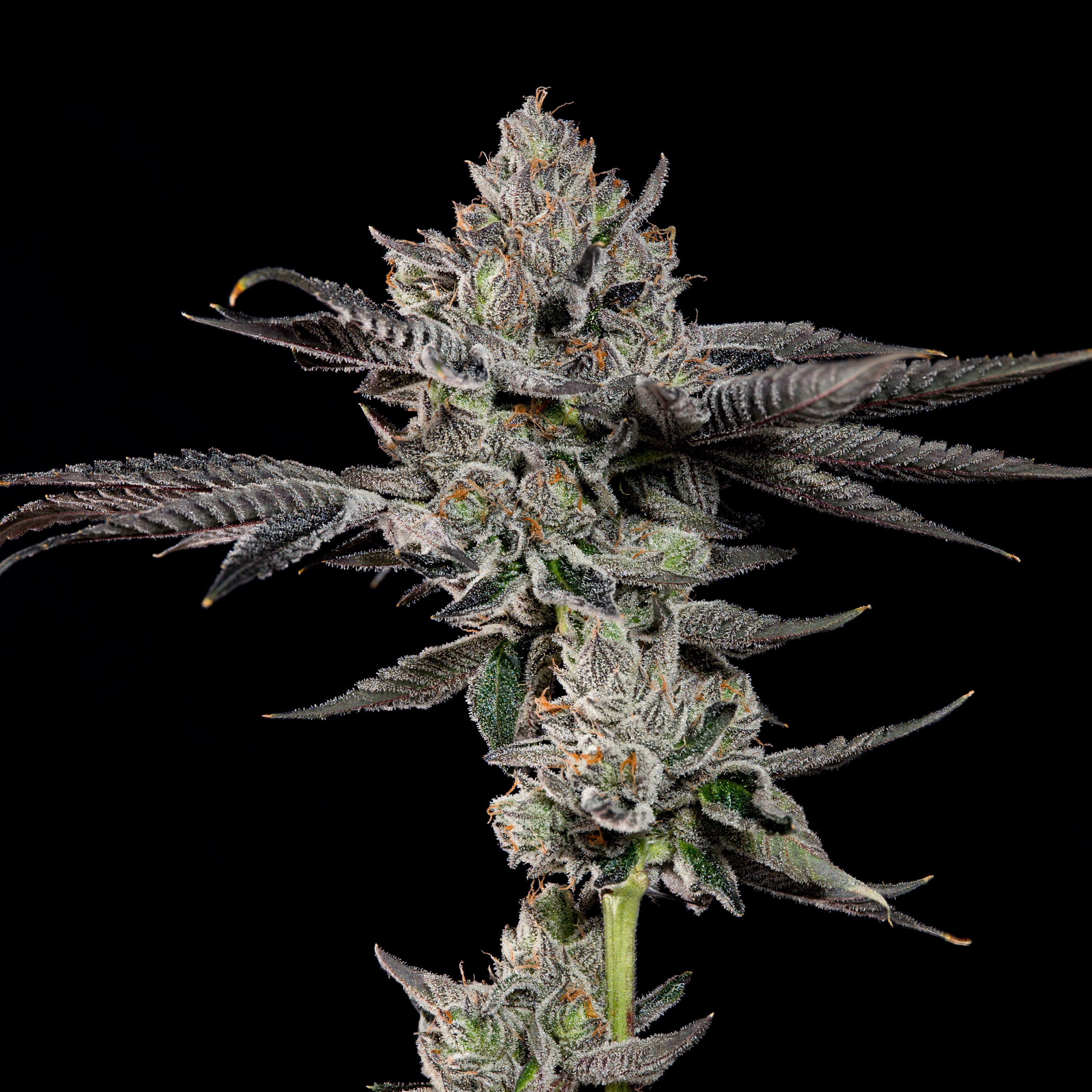 Bowtie🏆Feminized 3Seeds