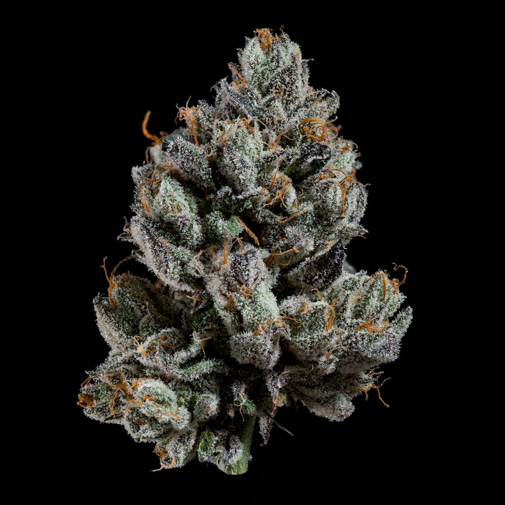 Bowtie🏆Feminized 3Seeds