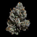 Bowtie🏆Feminized 3Seeds
