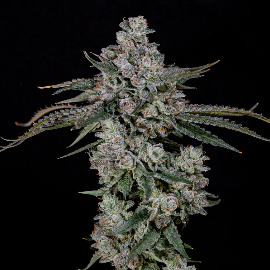 British delight 🏆 Feminized 3Seeds