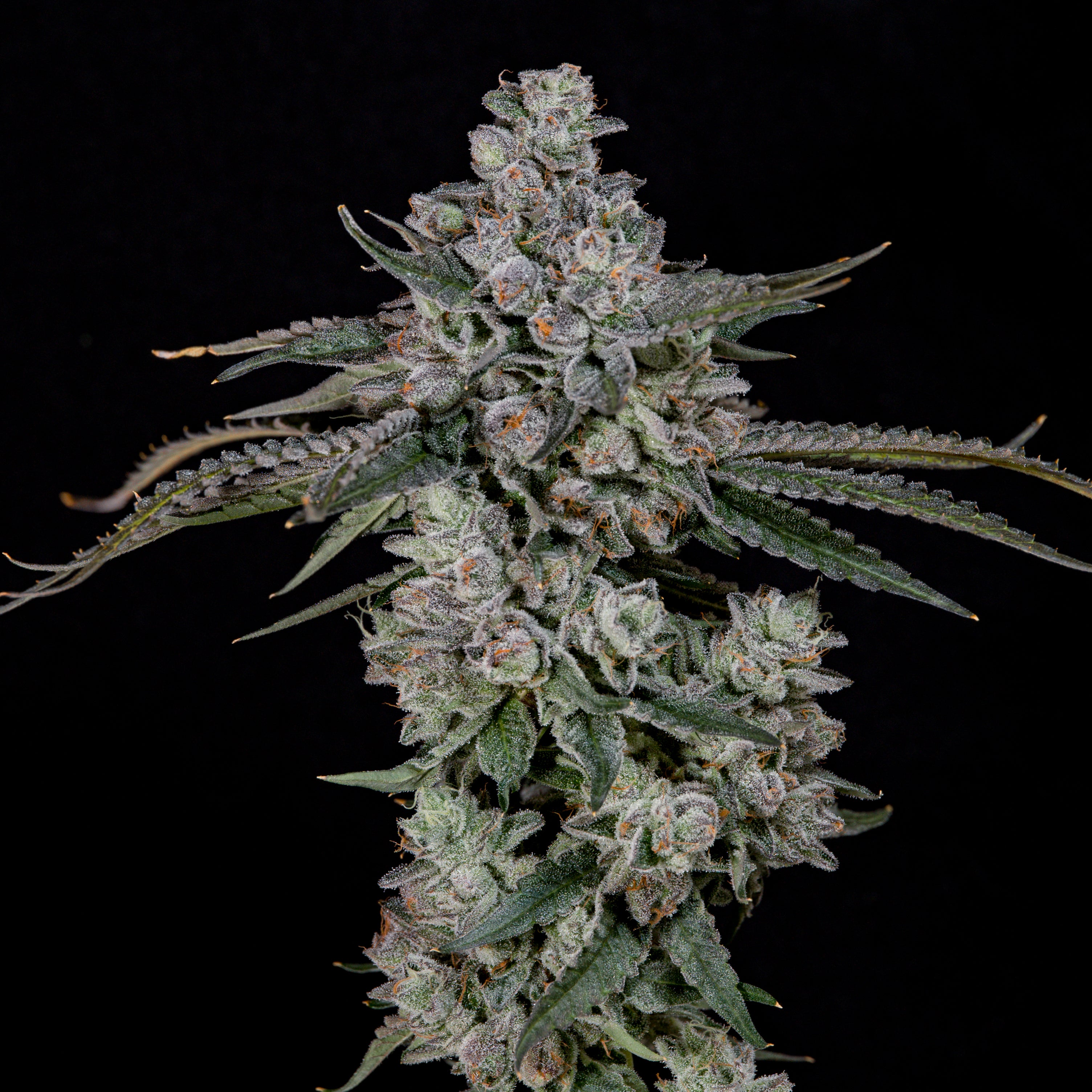British delight 🏆 Feminized 3Seeds