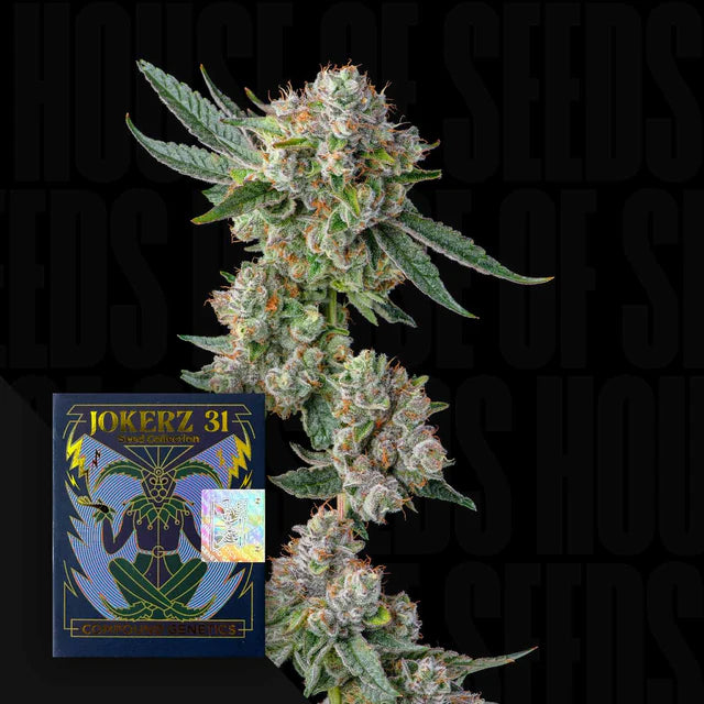 Jokerz Line 31 - Glue31 - Feminized 7Seeds