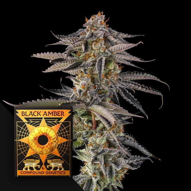 Compount Genetics , Black Amber-collectie , JAHrassic