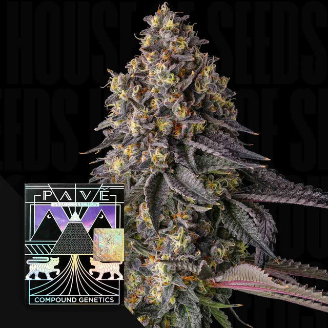 Compound , Pave Candy , Kumamotoz , 7 Seeds