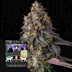 Compound , Pave Candy , Kumamotoz , 7 Seeds