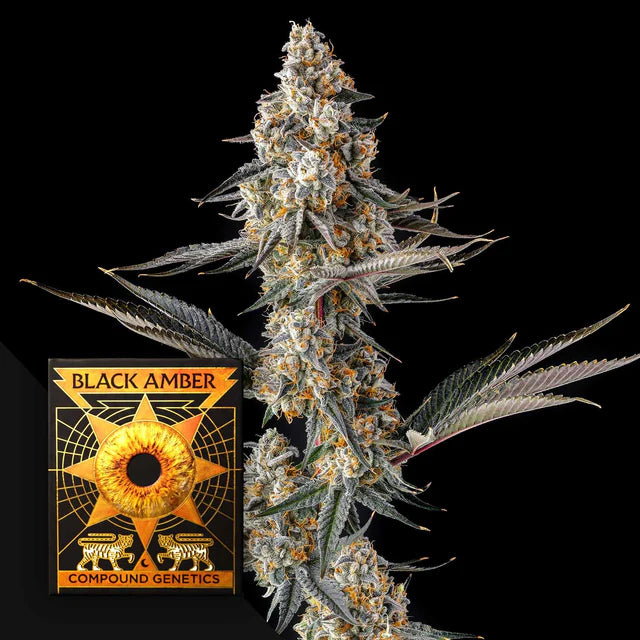 Black Amber Collection, La Llorona 3.Seeds