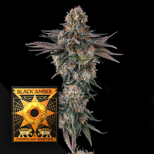 Black Amber-Collection, Orange Moon 3.Seeds