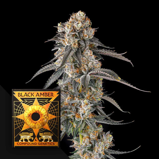 Compound , Black Amber , Solazo , 3 Seeds