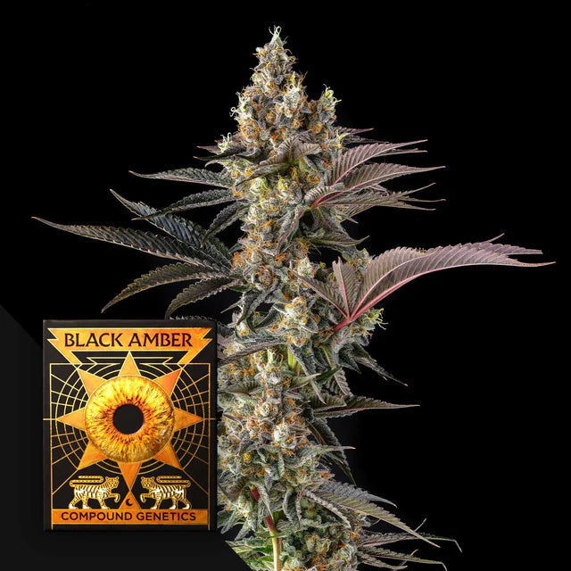 Compund Genetiks , Black Amber, Tostones , 3 Seeds