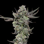 Cali Tings🏆Feminized 3Seeds