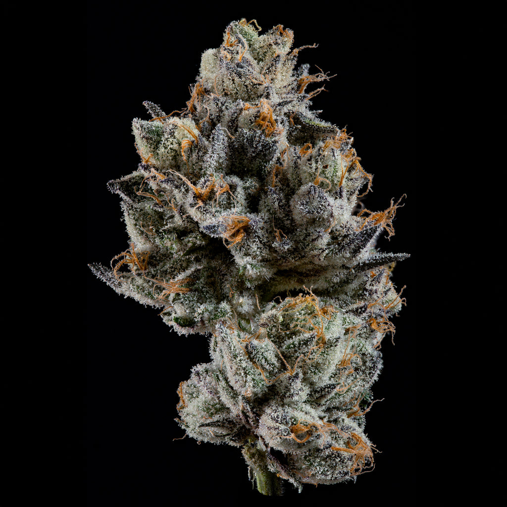 Cali Tings🏆Feminized 3Seeds