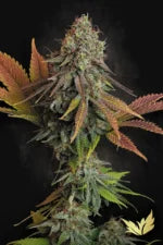 Californian Gold Feminized 3Seeds