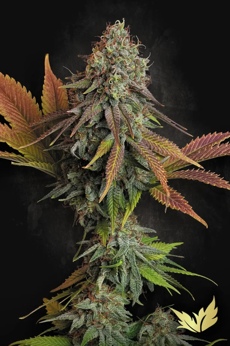 Californian Gold Feminized 3Seeds