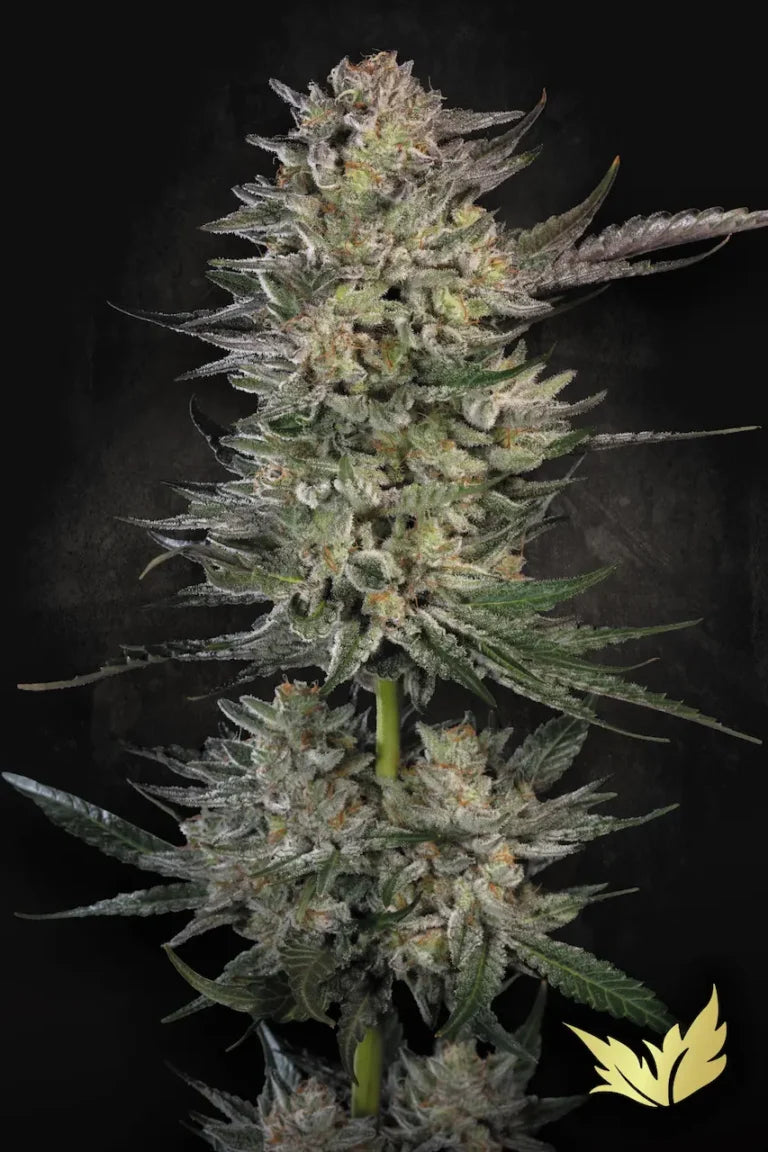 Candy Breath Femenized 3Seeds