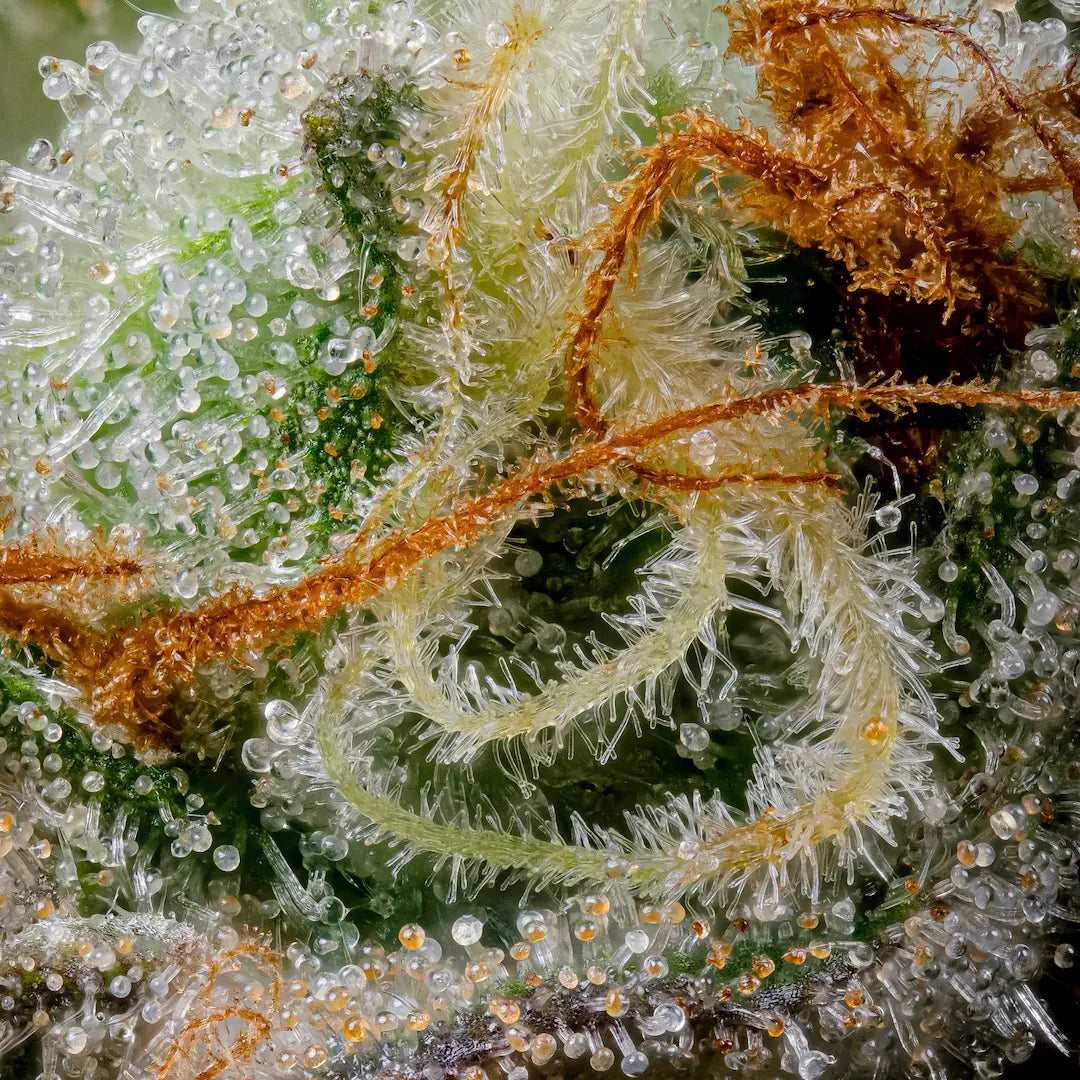 Caramba Feminized 3Seeds
