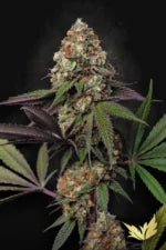 Caramba Feminized 3Seeds