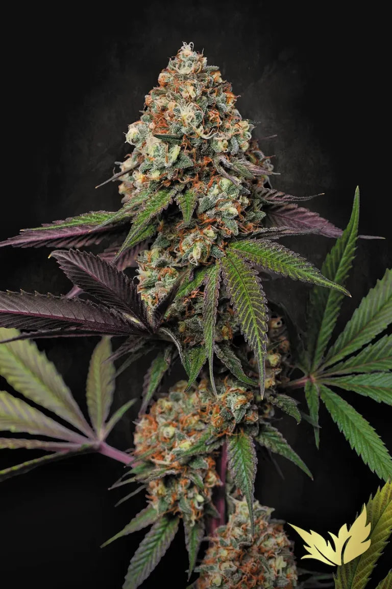 Caramba Feminized 3Seeds