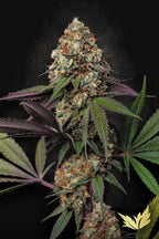 Caramba Feminized 3Seeds