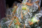 Caramba Feminized 3Seeds