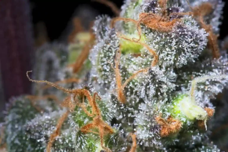 Caramba Feminized 3Seeds