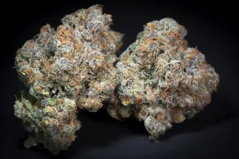 Caramba Feminized 3Seeds