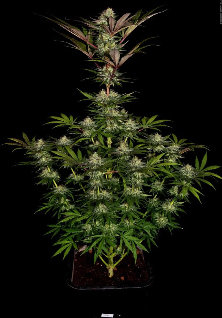 Chocolate Wafflez🏆Feminized 3Seeds
