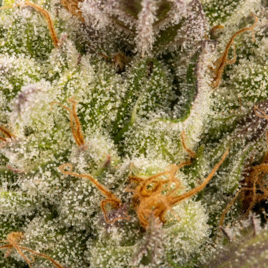 Chocolate Wafflez🏆Feminized 3Seeds